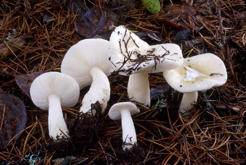 Russula raoultii